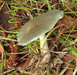 Clitocybe odora3