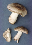 Tricholoma portentosum Mushroom