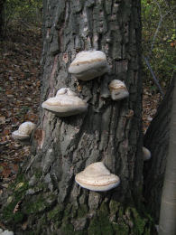 Fomes fomentarius 7