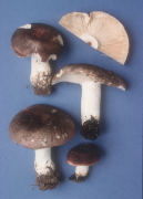 Russula cyanoxantha Mushroom