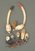 Mutinus caninus2 Mushroom