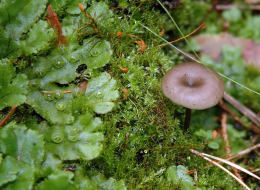 Myxomphalia maura