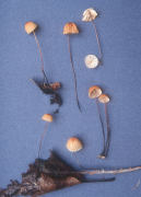 Marasmius siccus Mushroom