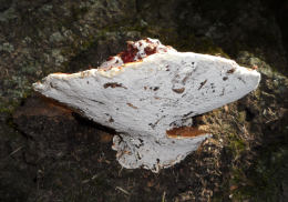 Ganoderma lucidum2