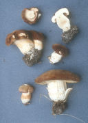 Boletus affinis2 Mushroom