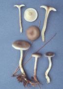 Cantharellula umbonata Mushroom