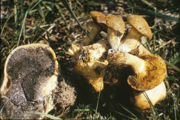 Boletus parasiticus 3.J