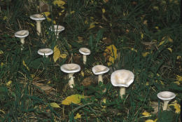 Clitocybe geotropa