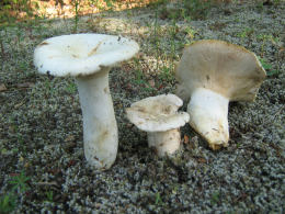 Lactarius piperatus