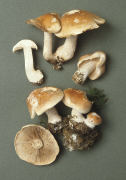 Hebeloma sinapizans2 Mushroom