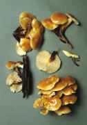 Flammulina velutipes Mushroom