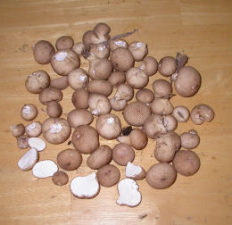 Lycoperdon pyriforme2