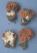 Gyromitra gigas Mushroom