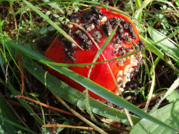 Amanita muscaria 26