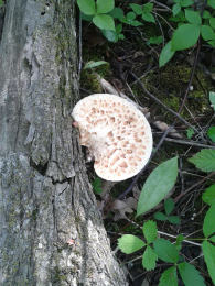 Polyporus squamosus 8