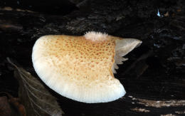 Crepidotus mollis