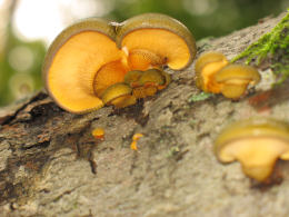 Panellus serotinus