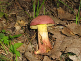 Boletus rubellus