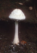 Amanita rhopalopus forma rhopalopus Mushroom