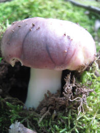 Russula cyanoxantha2F