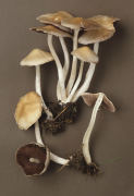 Psathyrella candolleana 7 Mushroom
