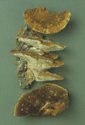 Inonotus radiatus7 Mushroom