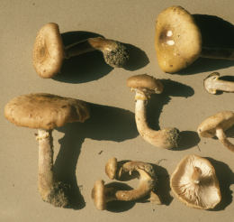 Armillaria gallica field