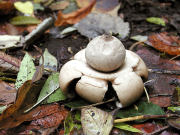 Geastrum triplex GK Mushroom