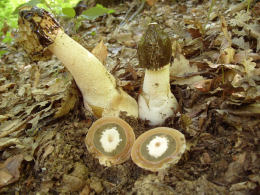 Phallus impudicus