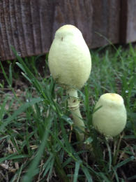 Leucocoprinus birnbaumii2