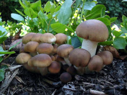 Agrocybe cylindracea2