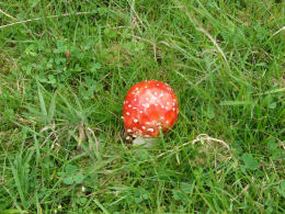 Amanita muscaria 26