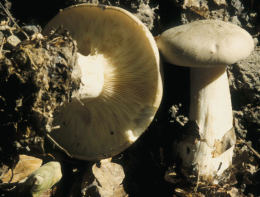 Clitocybe nebularis2