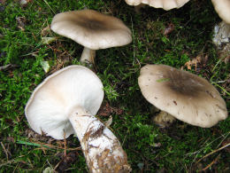 Clitocybe nebularis2