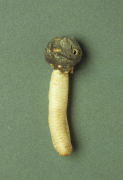 Verpa conica5 Mushroom