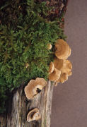 Panellus stipticus 2 Mushroom