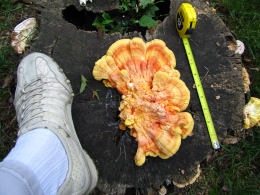 Laetiporus sulphureus   008