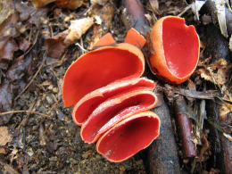 Sarcoscypha coccinea