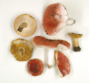 Russula luteotacta GK Mushroom