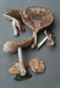 Pluteus cervinus2 Mushroom