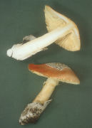 Amanita caesaria2 Mushroom