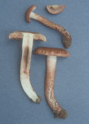 Inocybe calamistrata var mucidiolens 2 Mushroom