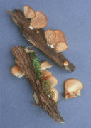 Crepidotus applanatus Mushroom