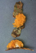Dacrymyces palmatus Mushroom