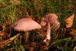 Mycena pura5