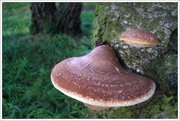 Piptoporus betulinus