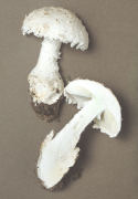 Amanita strobiliformis 2 Mushroom