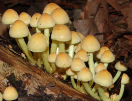 Hypholoma fasciculare4