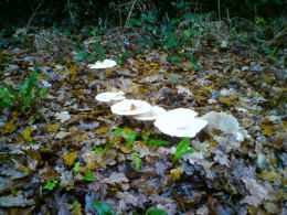 Clitocybe geotropa