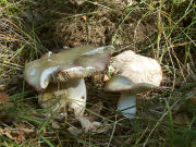 Russula pulchella GK M448 Mushroom
